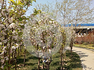 Spring in Zhengzhou 2019 photo